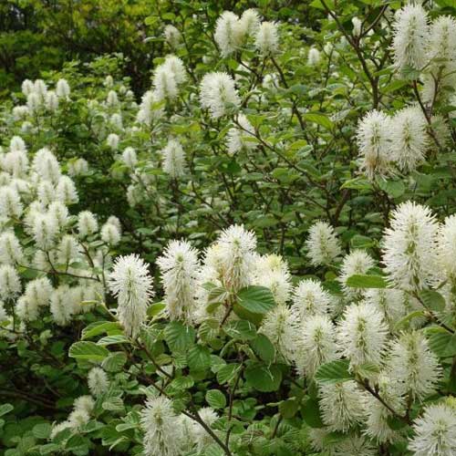  Fothergilla Intermedia Mount Airy