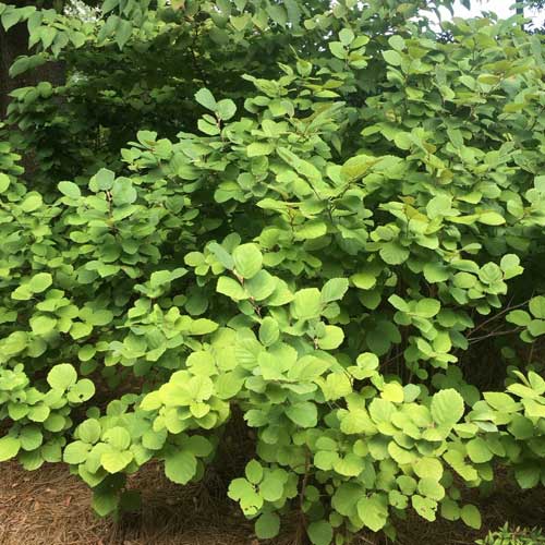  Fothergilla Intermedia Mount Airy