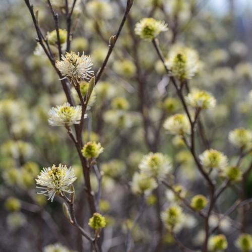  Fothergilla X Intermedia Blue Shadow