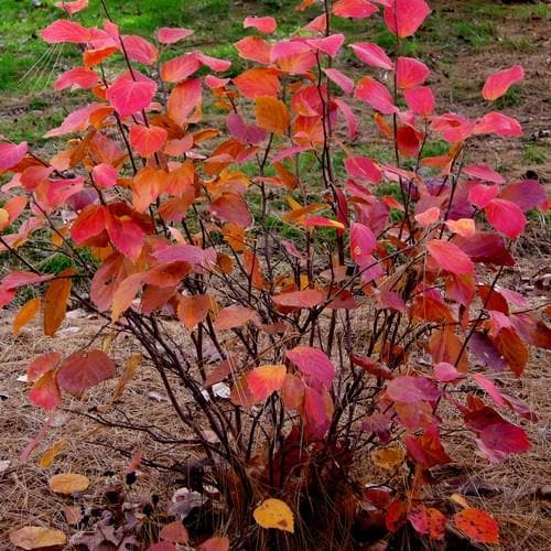  Fothergilla X Intermedia Blue Shadow