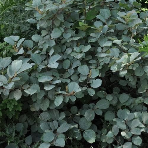  Fothergilla X Intermedia Blue Shadow