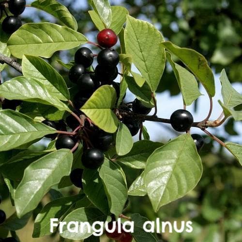  Native Wildlife Fruiting Hedge Mix
