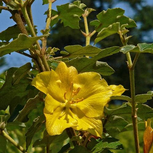  Fremontodendron California Glory