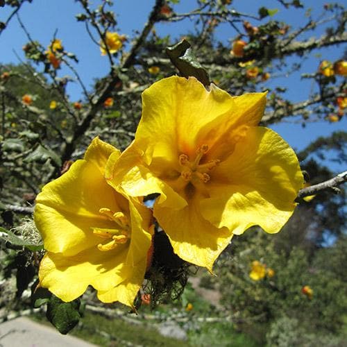  Fremontodendron California Glory