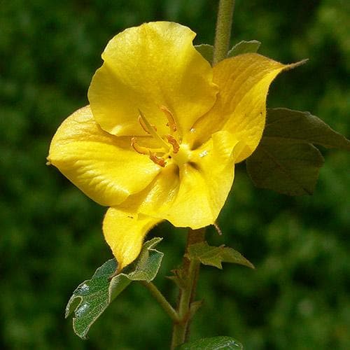  Fremontodendron California Glory