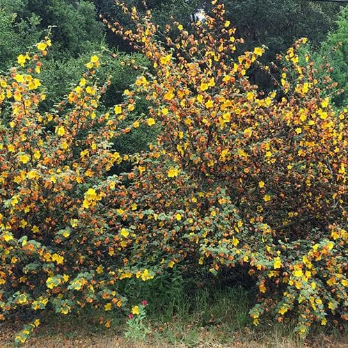  Fremontodendron California Glory