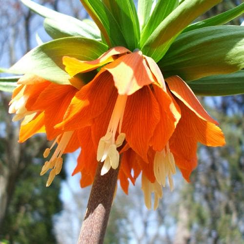  Fritillaria Imperialis Rubra Maxima