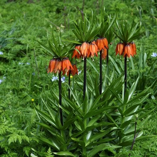  Fritillaria Imperialis Rubra Maxima