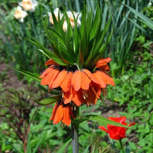  Fritillaria Imperialis Rubra Maxima
