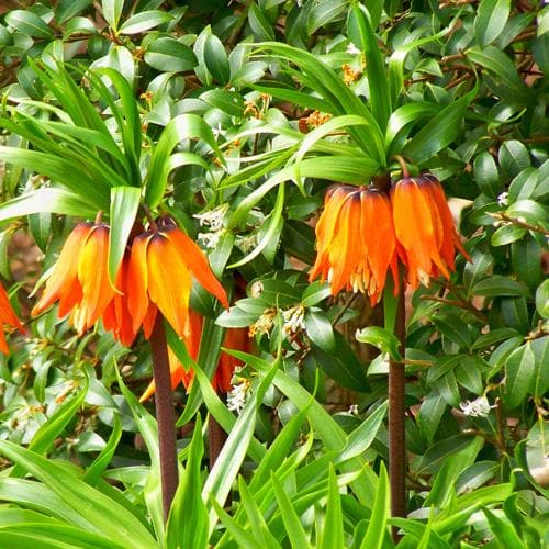  Fritillaria Imperialis Rubra Maxima