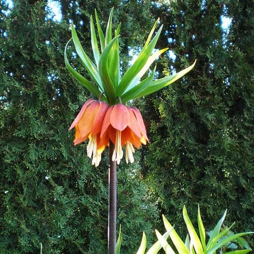  Fritillaria Imperialis Rubra Maxima