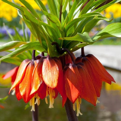  Fritillaria Imperialis Rubra Maxima