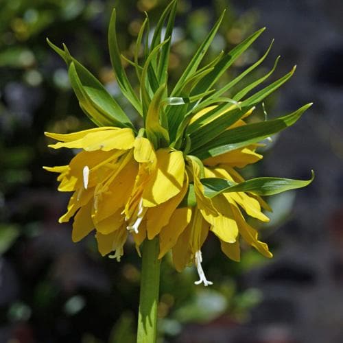  Fritillaria Imperialis Maxima Lutea