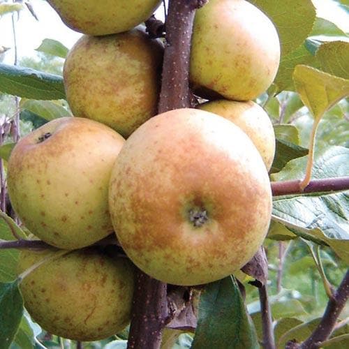  Apple Gibbon Russet