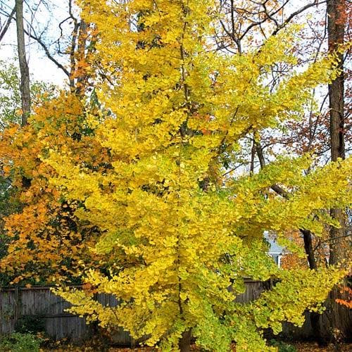  Ginkgo Biloba Princeton Sentry