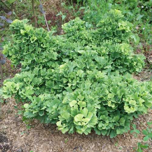  Ginkgo Biloba Troll
