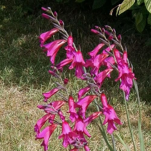  Gladiolus Communis Ssp. Byzantinus