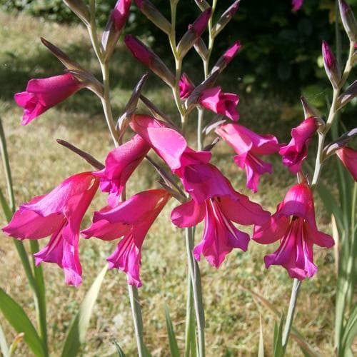 Gladiolus Communis Ssp. Byzantinus