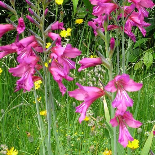  Gladiolus Communis Ssp. Byzantinus
