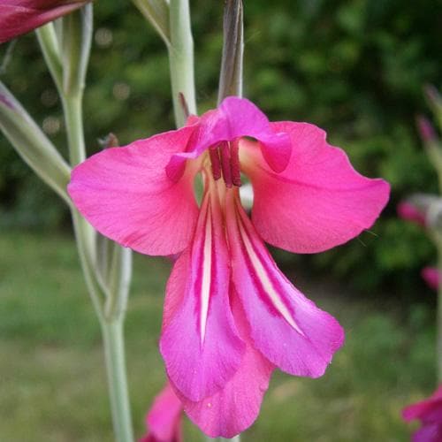  Gladiolus Communis Ssp. Byzantinus
