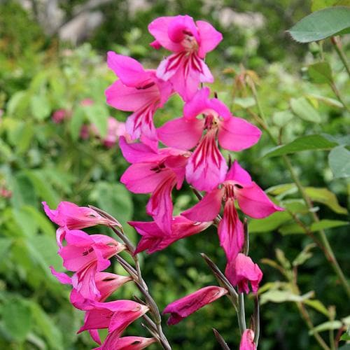  Gladiolus Communis Ssp. Byzantinus