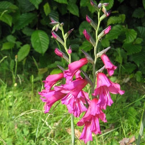  Gladiolus Communis Ssp. Byzantinus