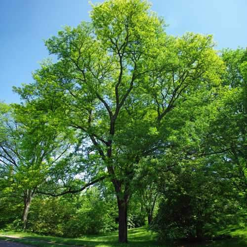  Gleditsia Tri Sunburst