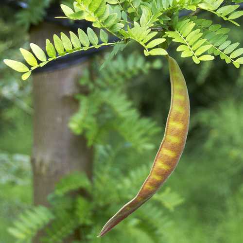  Gleditsia Tri Sunburst