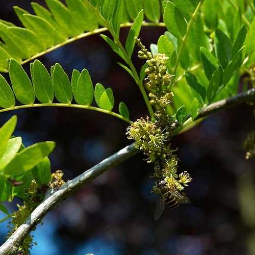 Gleditsia Tri Sunburst