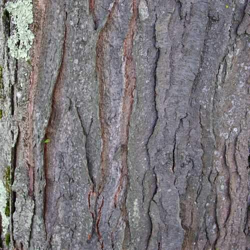  Gleditsia Tri Sunburst