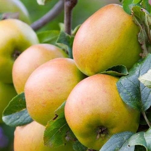  Apple Glenstal Cooker