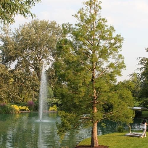  Glyptostrobus Pensilis - Chinese Swamp Cypress