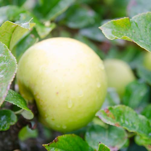  Apple Golden Noble