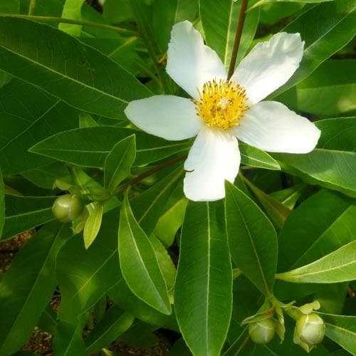  X Gordlinia Grandiflora
