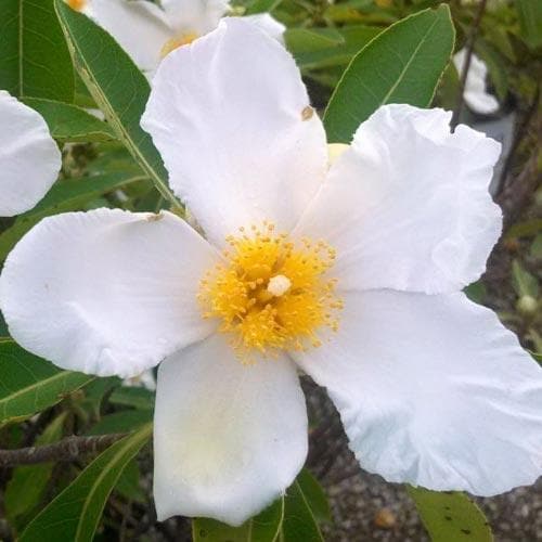  X Gordlinia Grandiflora
