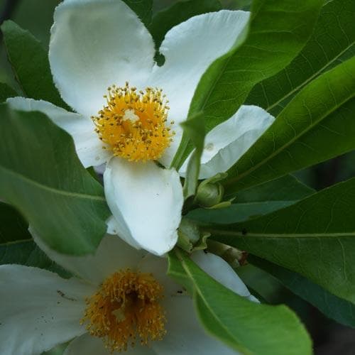  X Gordlinia Grandiflora