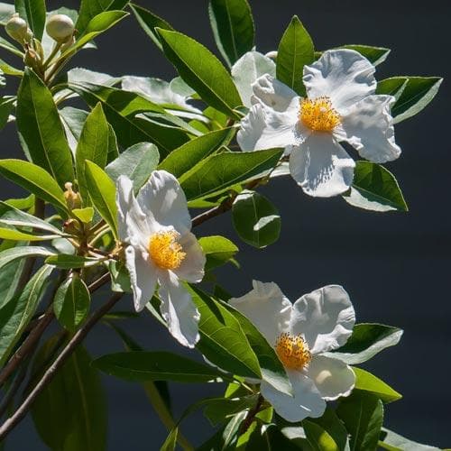  X Gordlinia Grandiflora