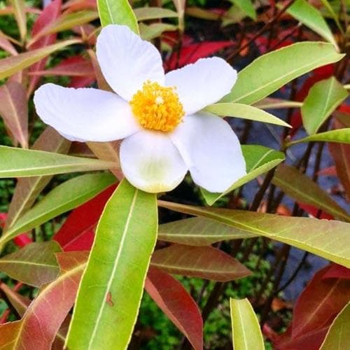  X Gordlinia Grandiflora