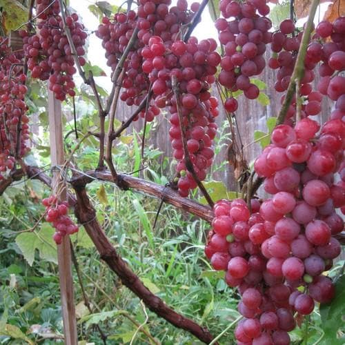  Grape Vanessa - Indoor Or Outdoor Almost Seedless