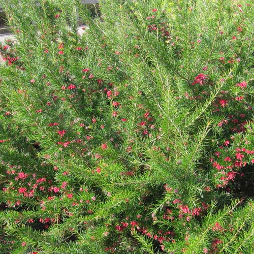  Grevillea Rosmarinifolia Canberra Gem