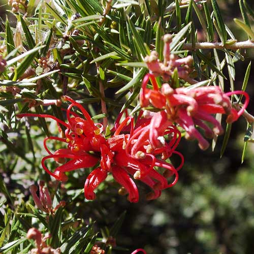  Grevillea Rosmarinifolia Canberra Gem