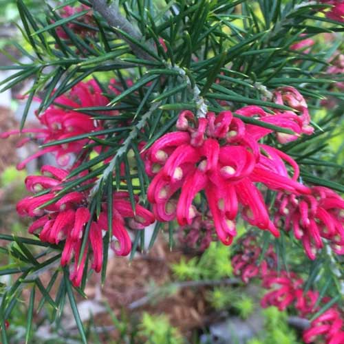  Grevillea Rosmarinifolia Canberra Gem