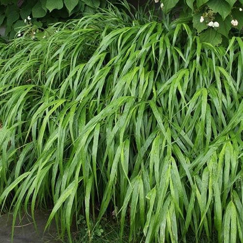  Hakonechloa Macra