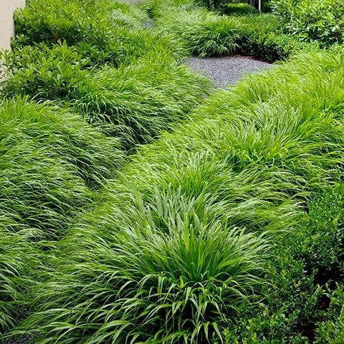  Hakonechloa Macra