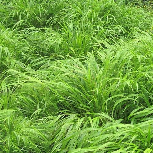  Hakonechloa Macra