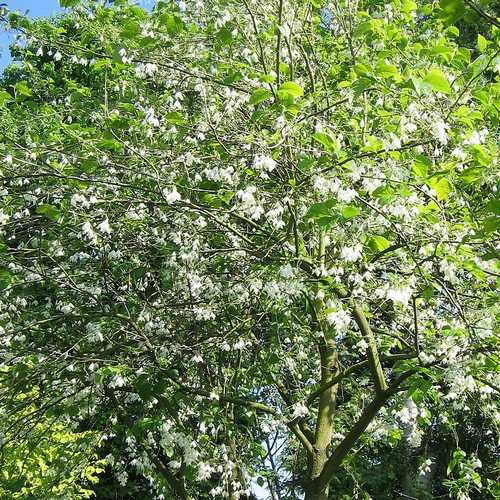  Halesia Carolina - Snowdrop Tree
