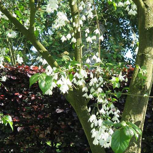  Halesia Carolina - Snowdrop Tree