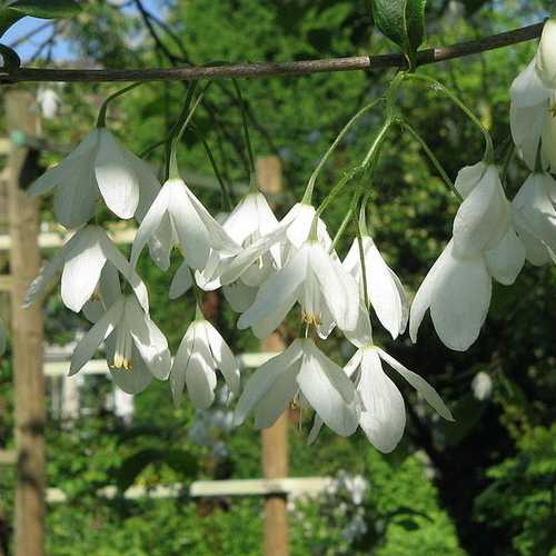 Halesia Carolina - Snowdrop Tree
