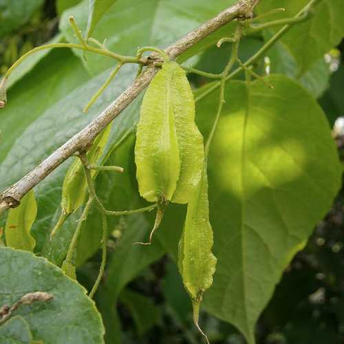  Halesia Carolina - Snowdrop Tree