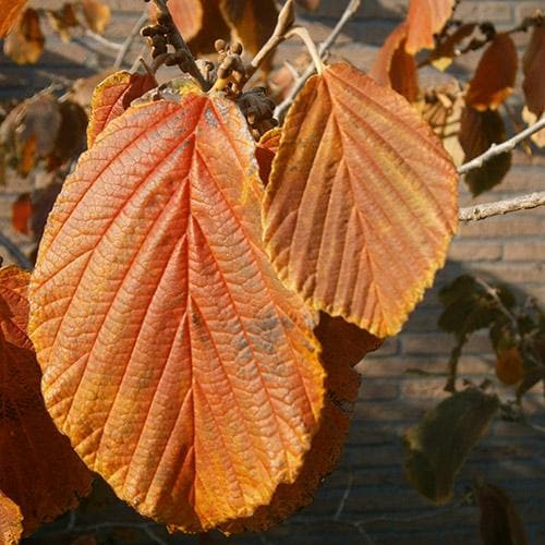  Hamamelis X Intermedia Jelena